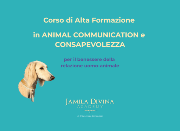 hai mai notato che il tuo cane ti legge nel pensiero-37